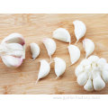 2020 market fresh garlic price